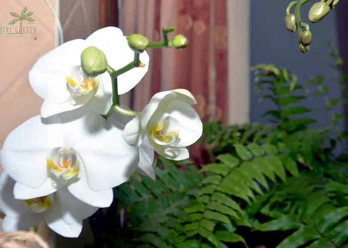 Casa The Garden Palmas Guest house 3*